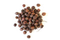 Hawthorn Berries